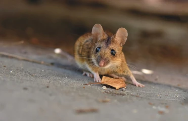 Tout savoir sur les souris France Dératiseurs