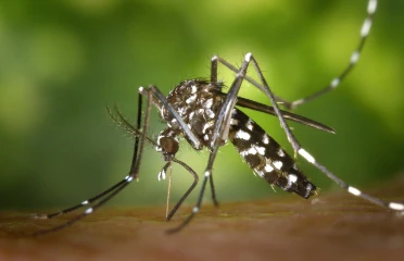 Tout savoir sur les moustiques tigre France Dératiseurs